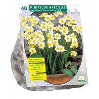 Narcissus mini minnow 40st