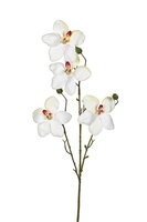 Orchidee l55cm wit