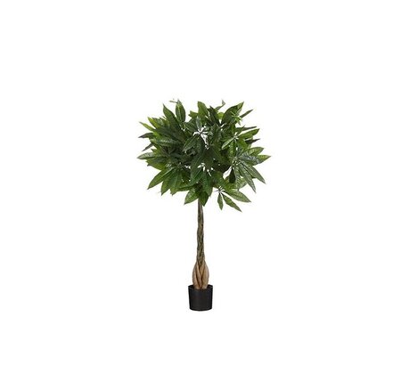 Pachira in pot d60h80cm groen