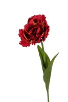 Papegaaitulp l66cm rood/oranje
