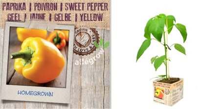 Paprika Geel