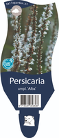 Persicaria ampl. Alba P11