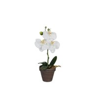 Phalaenopsis in pot d12h26cm wit