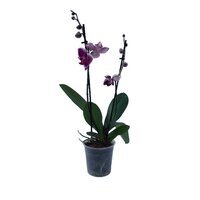 Phalaenopsis mix pot 12 cm
