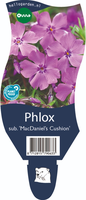 Phlox 'MacDaniel's Cushion'