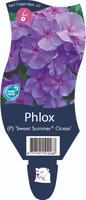Phlox (P) 'Sweet Summer Ocean'
