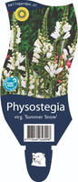 Physostegia vir. 'Summer Snow'