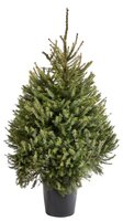 Picea omorika 125-150cm pot