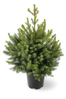 Picea omorika 150-175cm pot