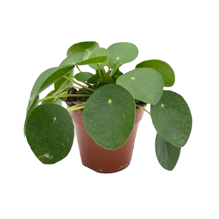 Pilea peperomoides pot 12 cm