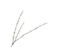 Pittosporumtak l85cm lichtgroen