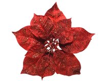 Poinsettiasteel pes glttr l26h7 rd