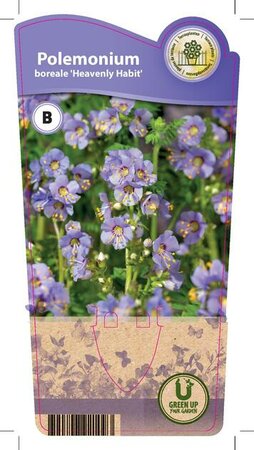 Polemonium bor. 'Heavenly Habbit'