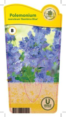 Polemonium cae. 'Bambino Blue'