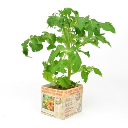 Pot Tomaat - afbeelding 1