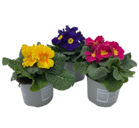 Primula acaulis mix pot 10,5cm. per stuk