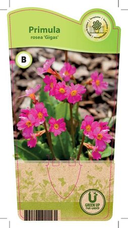 Primula ros. 'Gigas'