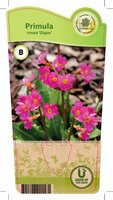 Primula ros. 'Gigas'