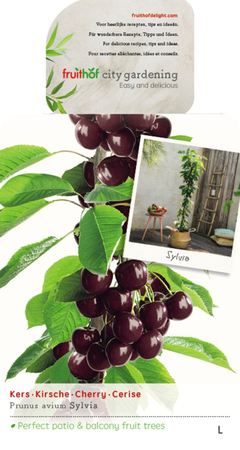 Prunus a. 'Sylvia' - afbeelding 1