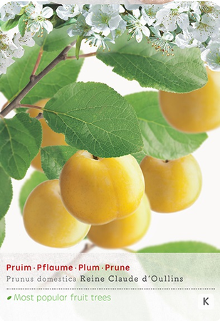 Prunus d. 'Reine Claude d'Oullins' - afbeelding 1