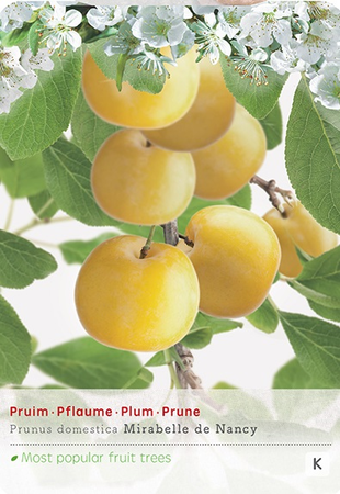 Prunus dom. Mirabelle de Nancy p24 - afbeelding 1