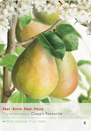 Pyrus comm. Clapps Favourite p24 - afbeelding 1