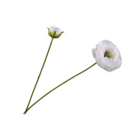 Ranonkelsteel l64cm wit