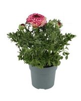 Ranunculus 'Sprinkles'