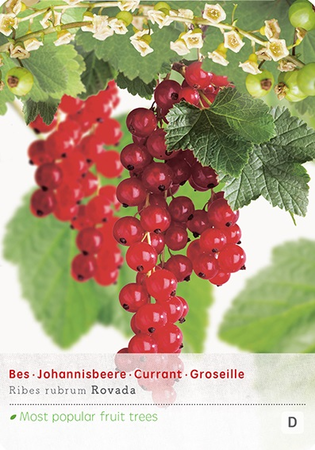 Ribes r. 'Rovada' - afbeelding 1