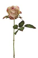 Roossteel l52cm creme/roze