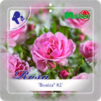 Rosa 'Bonica'® - afbeelding 2
