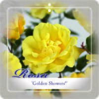 Rosa Golden Showers stok100 C3RP