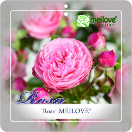 Rosa 'Rose Meilove'®