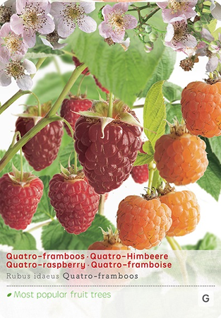 Rubus ideaus Quatro- Framboos - afbeelding 1