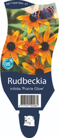 Rudbeckia tril. 'Prairie Glow'
