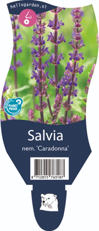 Salvia nemorosa 'Caradonna'