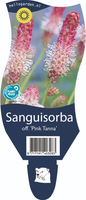 Sanguisorba off. 'Pink Tanna'