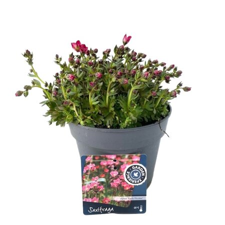 Saxifraga alpino 'Early Picotee' pot 13cm