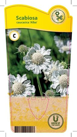 Scabiosa cau. 'Alba'