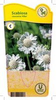 Scabiosa cau. 'Alba'