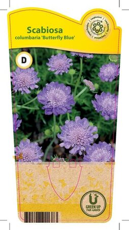 Scabiosa col. 'Butterfly Blue'