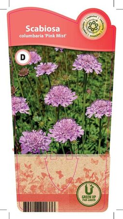 Scabiosa col. 'Pink Mist'