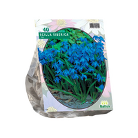 Scilla siberica 40st