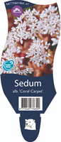 Sedum album 'Coral Carpet'