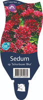 Sedum spurium 'Schorbuser Blut'