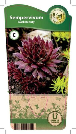 Sempervivum 'Dark Beauty'