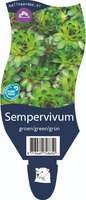 Sempervivum groen/green/grun P11