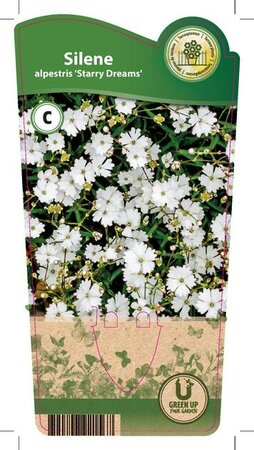 Silene alpestris 'Starry Dreams'