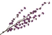 SILK BERRY CALLICARPA DARK PURPLE 130CM