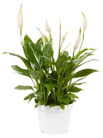Spathiphyllum 'Bellini'